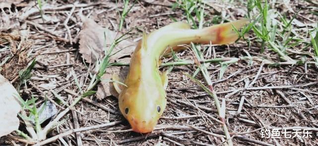 米饭|黄河下游“钓鱼季”来临！钓友苦等3个月，黄辣丁终于开口觅食了