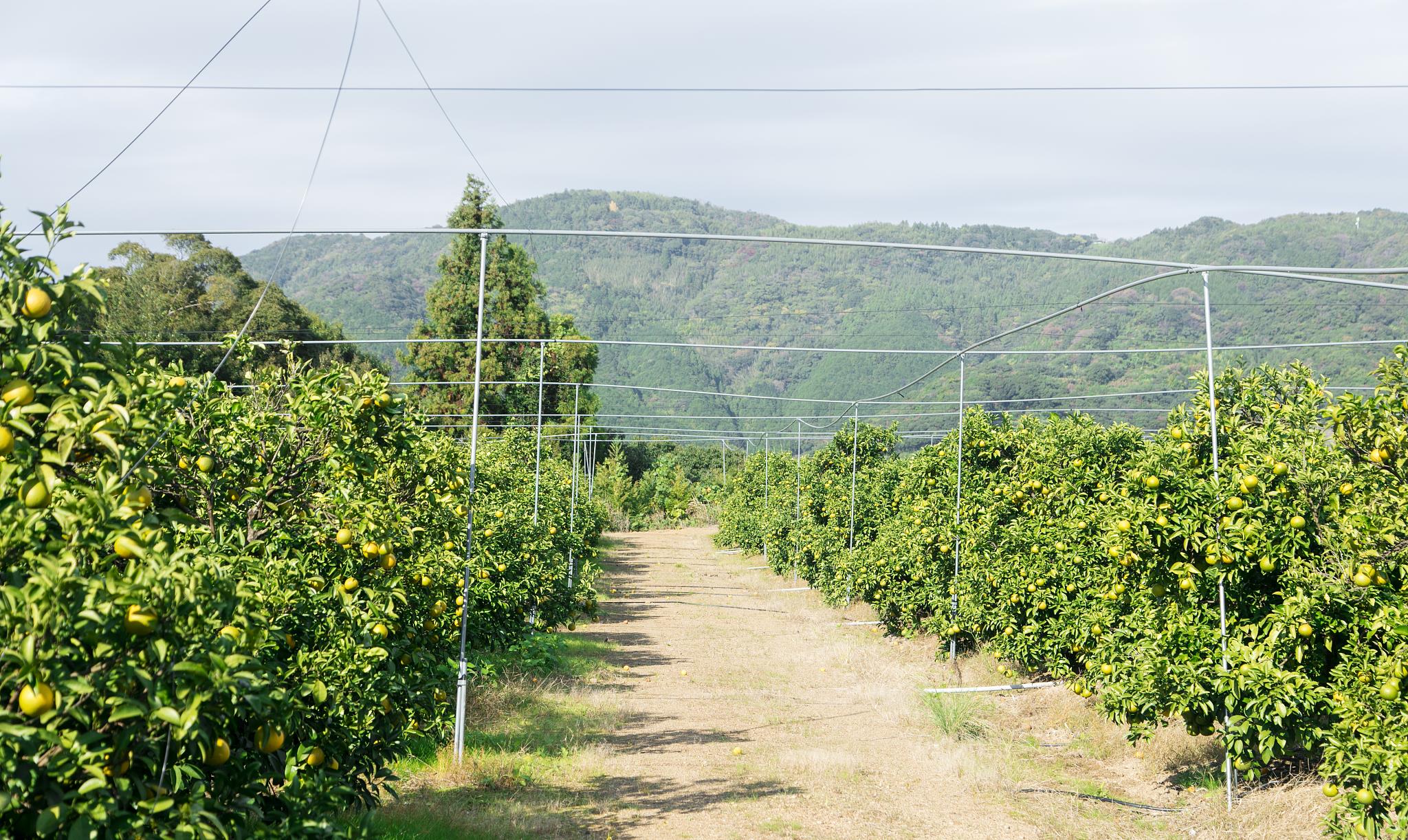 时尚家居TRENDS|明年想高产,挑选有机肥应该注意什么?