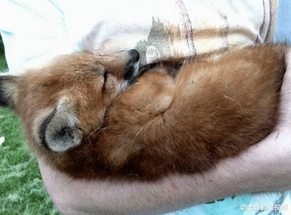 女孩|小女孩捡了只小狗，父亲总觉得很“怪”，邻居劝他早点送走