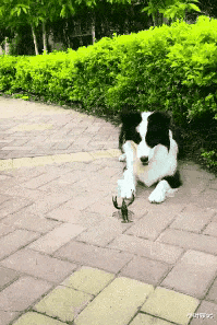 小叶娱记|“相亲第一次遇见这样的妹子，该怎么回复？”世界之大无奇不有