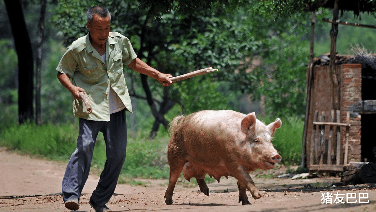 养老金 猪价10连跌,行情跌入“寻常价”,猪价要涨翻天?2个好消息!