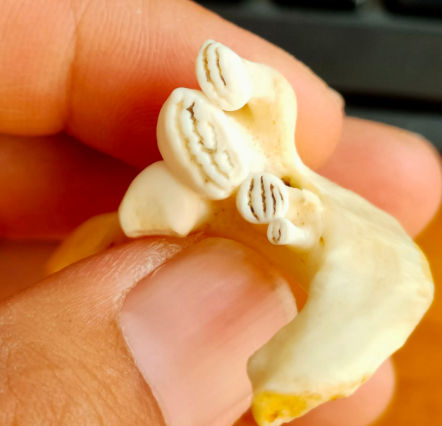 鲤鱼|鲤鱼有牙齿么?有钓友称自己钓到5斤的鲤鱼有牙齿,并拍照证明