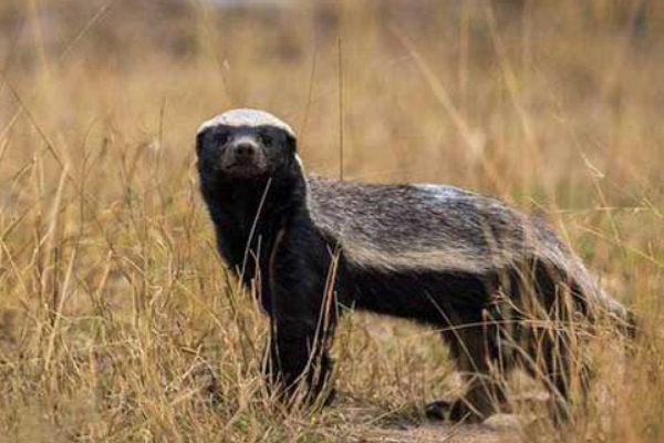 眼镜王蛇 眼镜王蛇和眼镜蛇有何不同？它们真的没有天敌吗？竟能毒死大象？