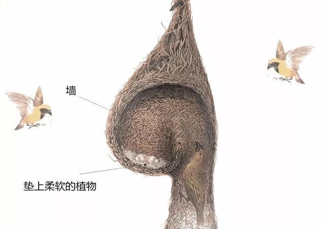 自然界动物的求偶,多是雄性打扮自己,可人类为什么相反?