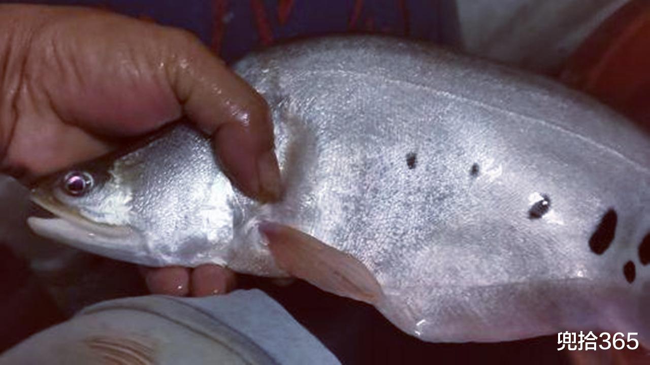 清江|广西一男子洛清江里钓“怪鱼”,不敢吃也不敢放,专家:随便支配