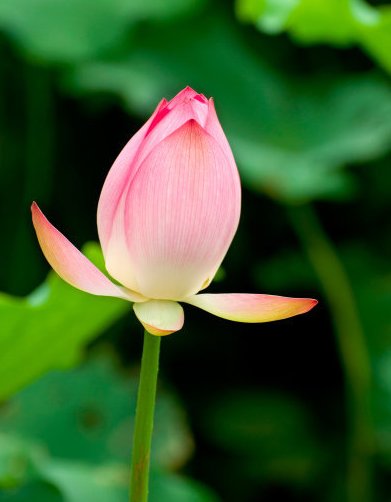 星临天下|到了9月上旬，4属相贵人相助，事业进步，生活顺风顺水