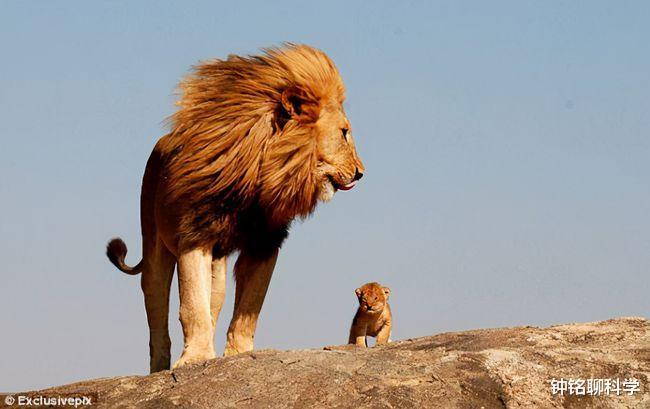 狮子|为什么雄狮有1厘米长的倒刺，在繁衍时还要故意刮伤对方？
