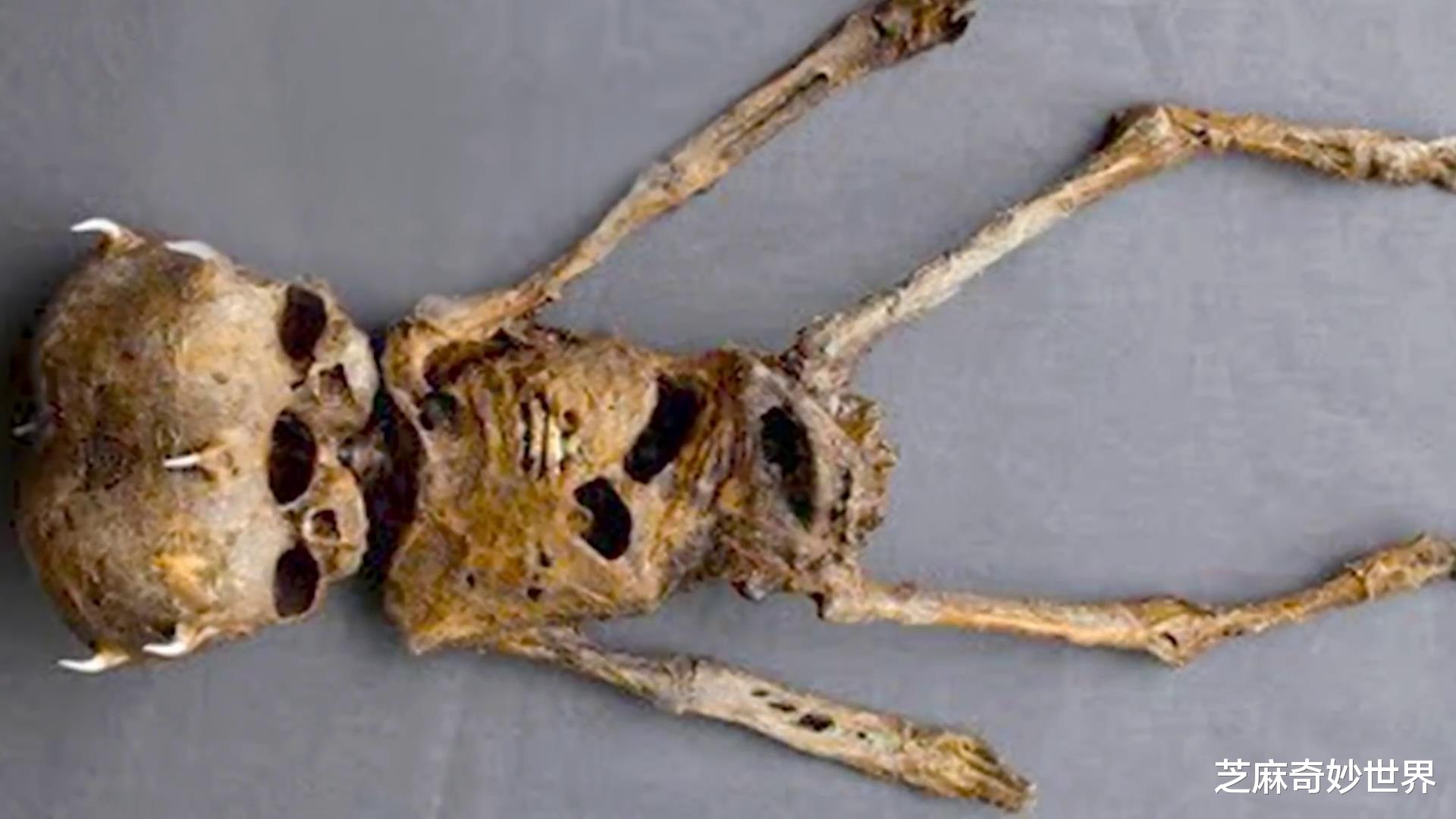 15厘米人类遗骸，六米高巨人骨架，台湾省母子遗骸，震惊全世界