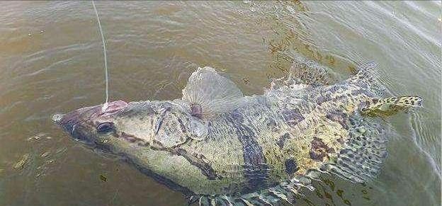 湖北|10斤重的野生大鳜鱼,湖北男子野钓的意外收获,回家后先如此操作