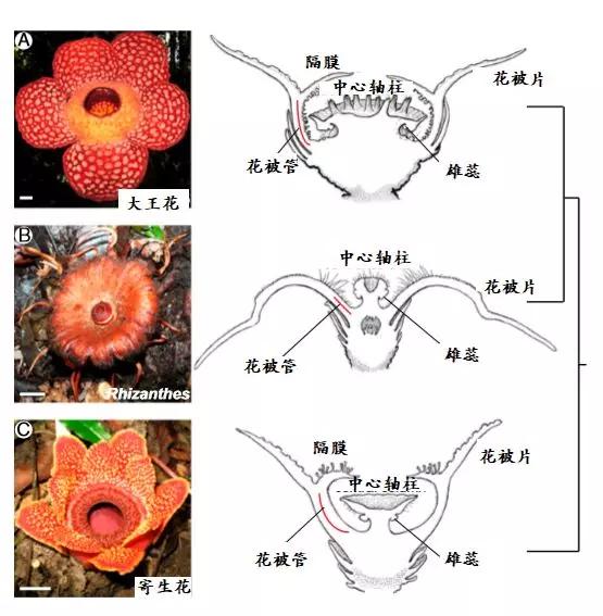 科学家 演化植物学家的噩梦：美丽与邪恶共存的大花草