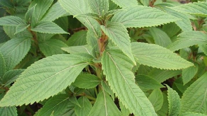 千年小树讲健康|对草药安全性和功效的新认识
