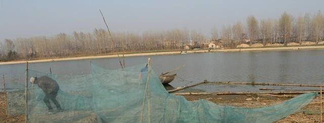 花鲢|300斤的鳙鱼,400斤的青鱼,“四大家鱼”到底能长多大?