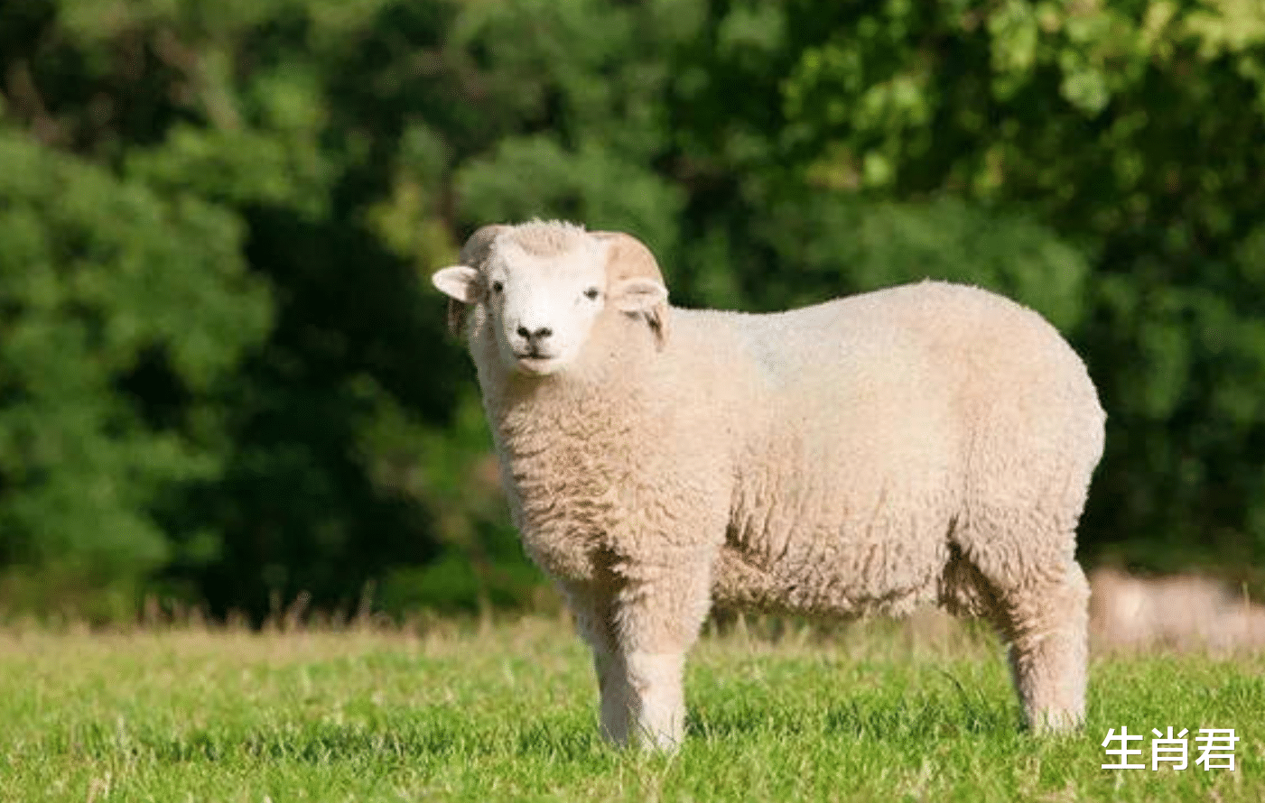生肖|前半年雾霾散去,生肖羊苦尽甘来好运不断,事业爱情双丰收