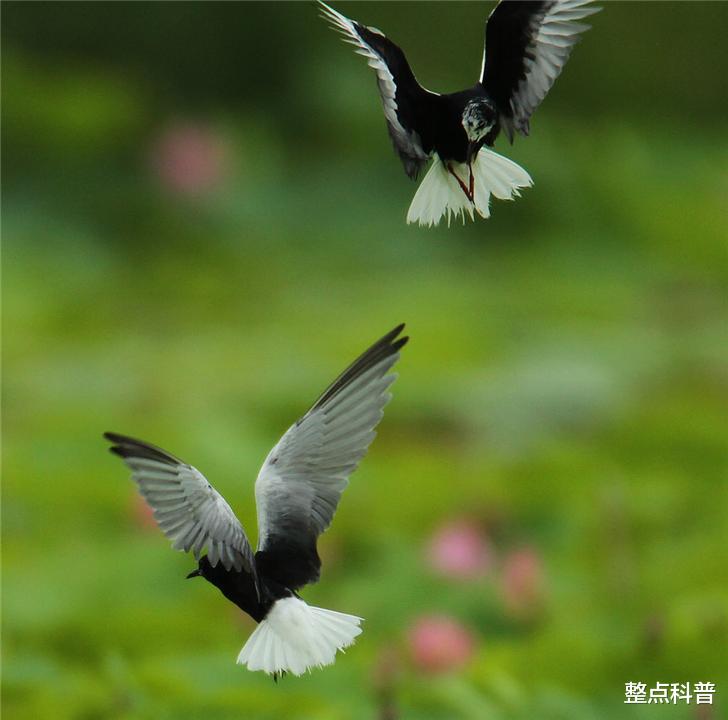 在空中睡觉和交配的鸟类,飞十个月也不累,为何落地等于送死?