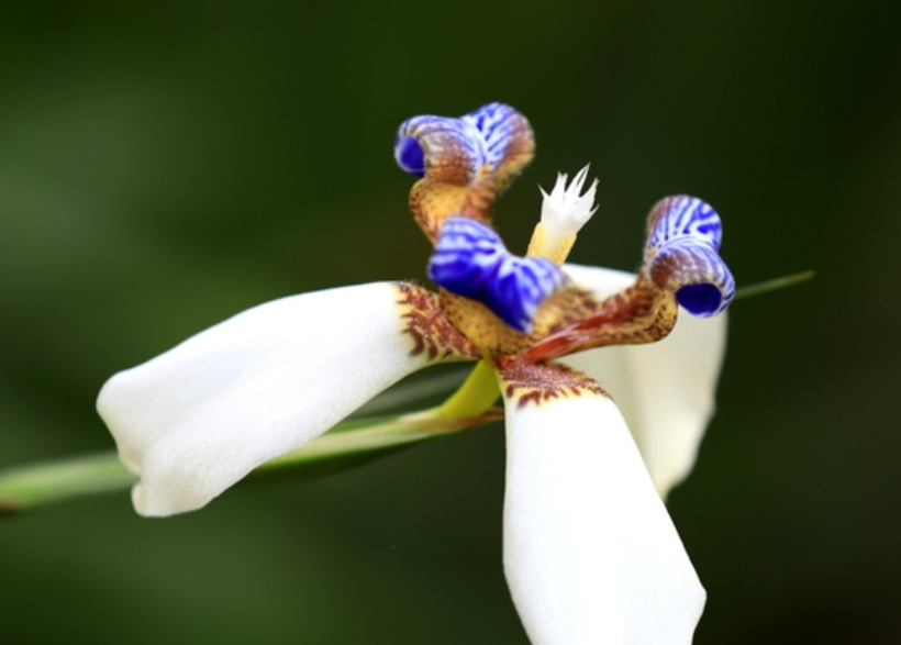 本人讲星座|9月，前缘回归，兜兜转转，诉说真心，3星座风花雪月，难解心中情