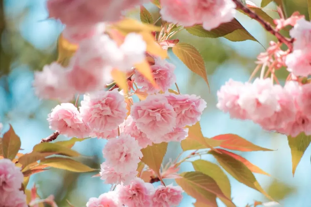 重庆 洪崖洞out了！重庆最诱人的7个踏青地，原来藏在……