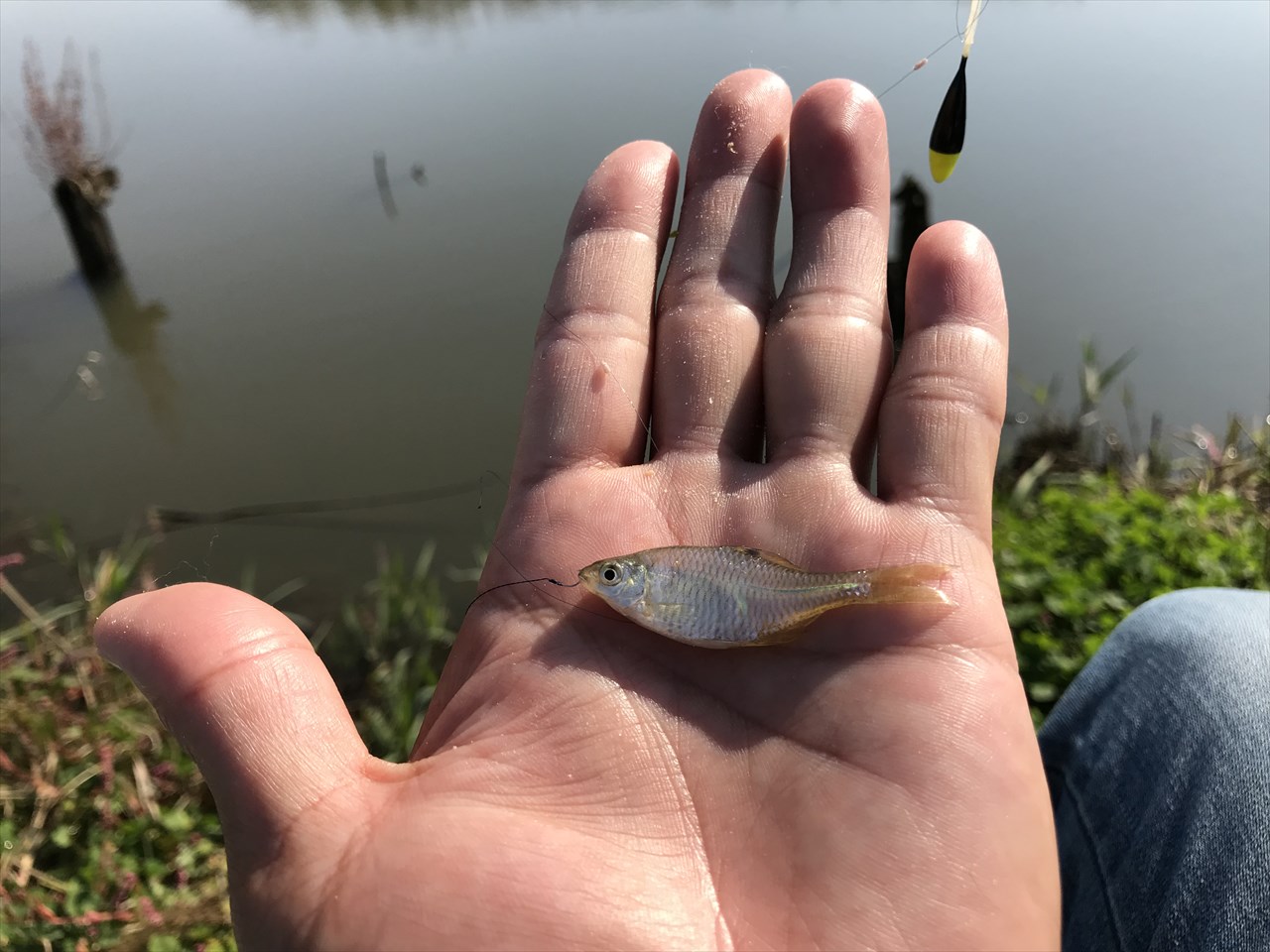 |【钓鱼打窝】如何打好窝？如何保护好窝？