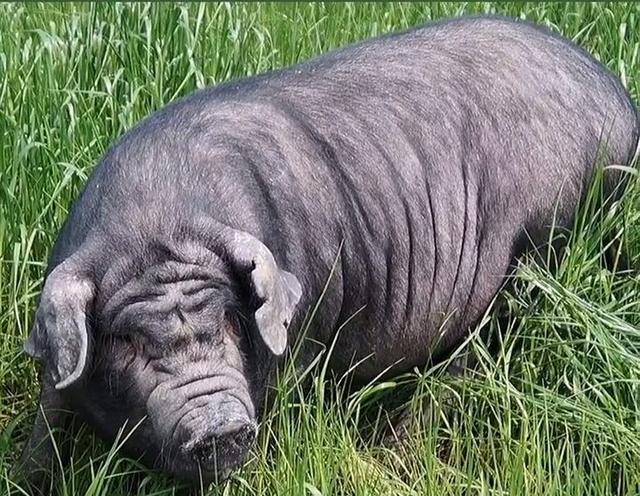 小小潮潮 中华土猪面临绝种危机,那些被遗弃的中华土猪,还能翻身吗?