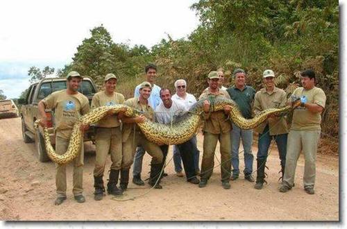 泰坦蟒 地球环境改变，史前巨蛇或将重现，历史悲剧会重演吗？