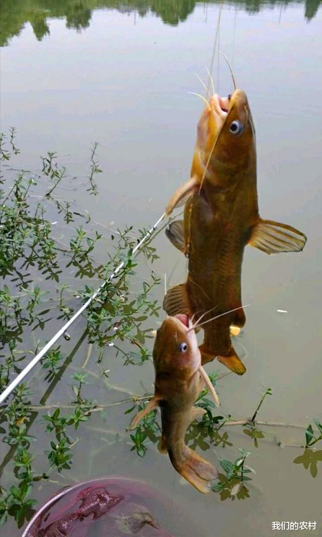 |野钓黄辣丁，一晚可以钓几百条，技巧全在这里，太过瘾了