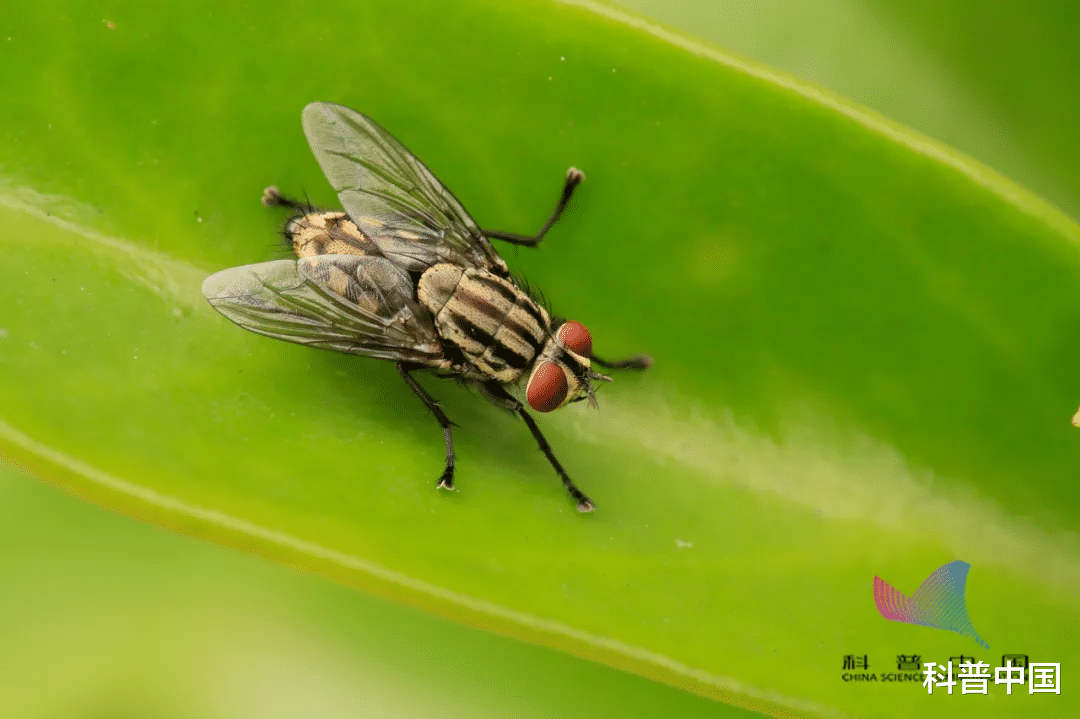 昆虫|苍蝇为什么总喜欢\搓手\?还会把头拧下来玩?