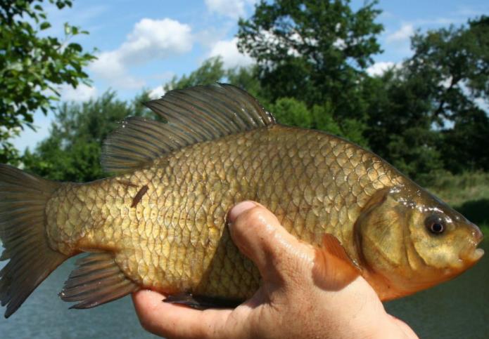 |“放长线钓大鱼”早落伍！老钓友都流行这样做，每天2小时就鱼获满满