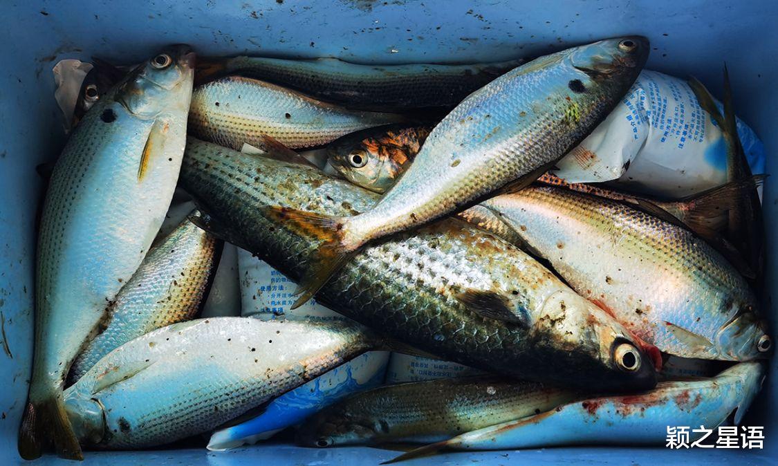 钓鱼|免费钓鱼天堂,梅山红桥花开成海,帆船和游艇通道应禁止钓鱼