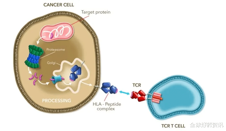 全球好药资讯 新型TCR细胞疗法IMA203治疗多癌种疗效显著：88%肿瘤缩小！