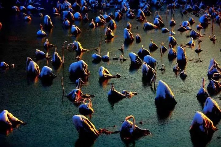 驻马店微摄影 心为荷动 ———记摄影师梁虹