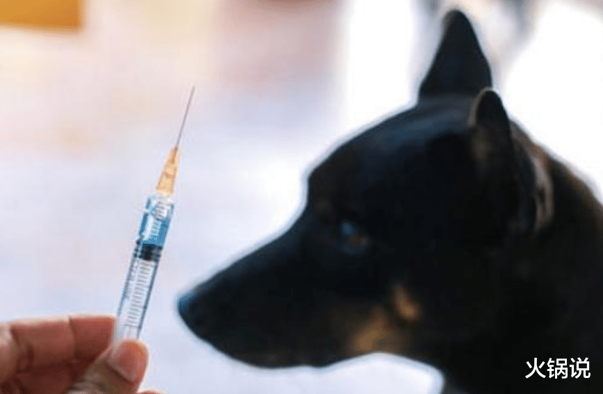 狂犬疫苗 被狗咬了要打狂犬疫苗，但在古代该怎么办？此人独创一门治疗方法