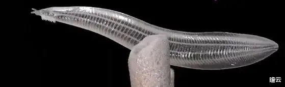 长达40亿年的生命历程,人类是如何一步步进化来的?(人类进化极简史)