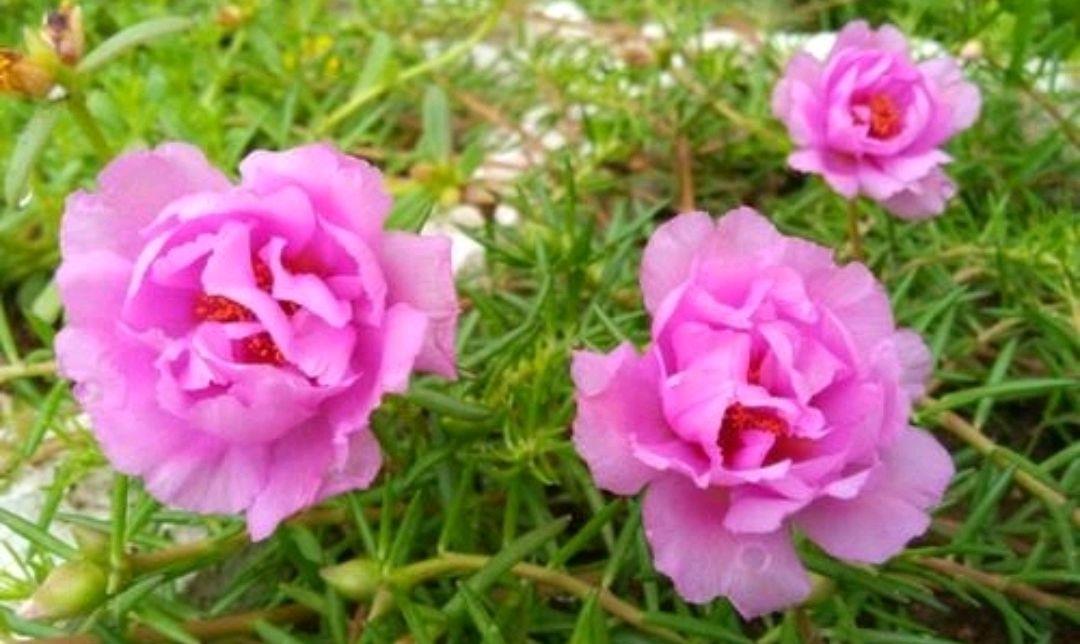 园艺印象|太阳花徒长很正常，可以通过修剪以及打造棒棒糖来变美