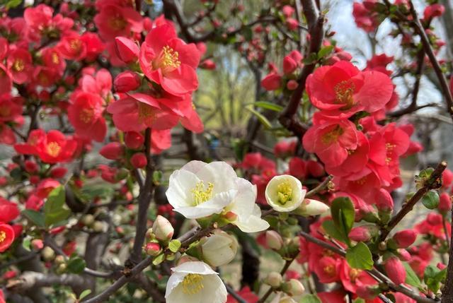 小小旅行端 陶然亭海棠：只恐夜深花睡去