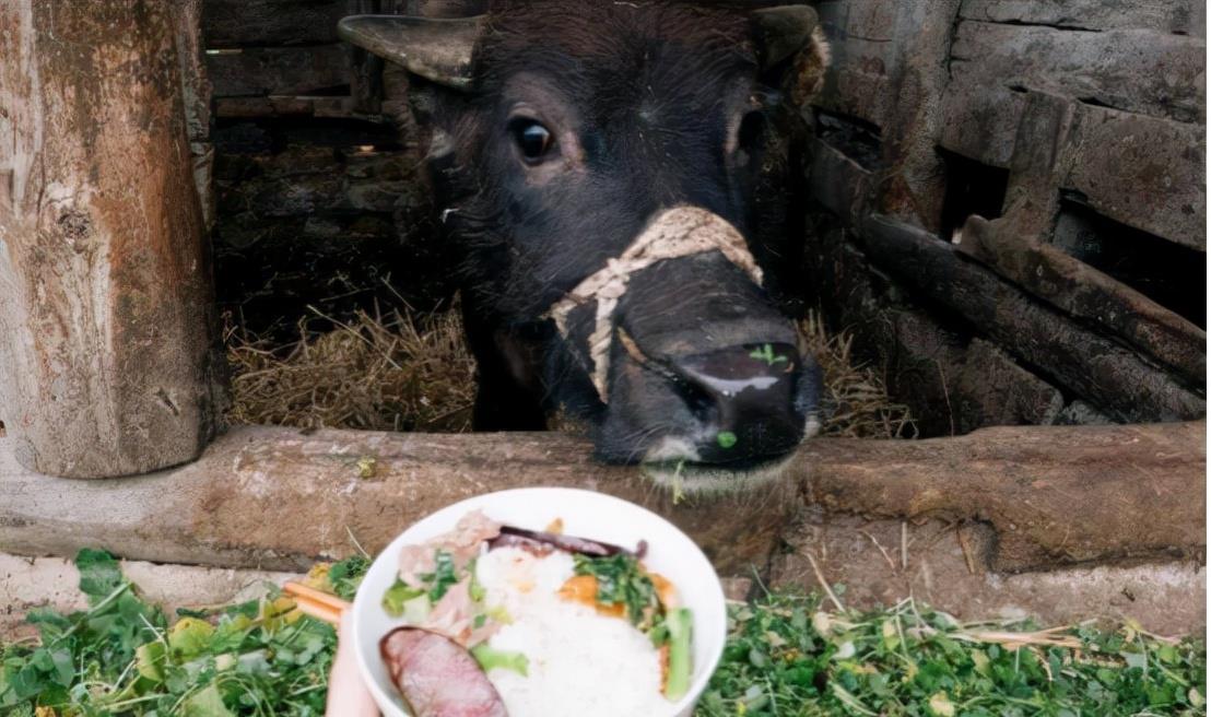 西游东进|印度男子抛妻弃子，用17万与母牛结婚，婚后生活幸福美满？