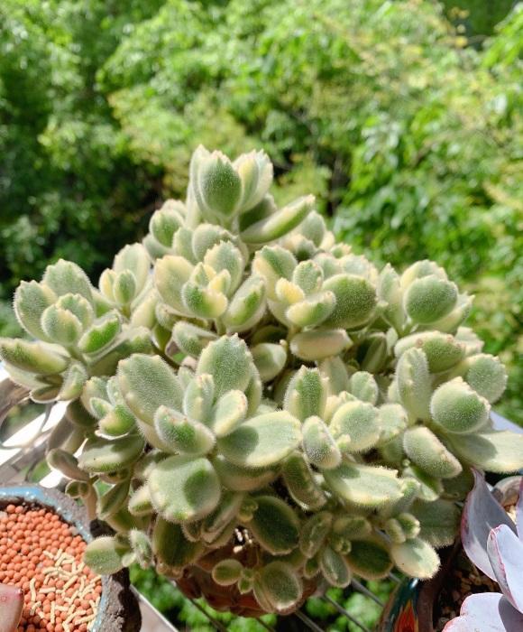 向阳园艺|多肉养绿了，怎么养回原来的状态？分2种情况，后者直接没有救