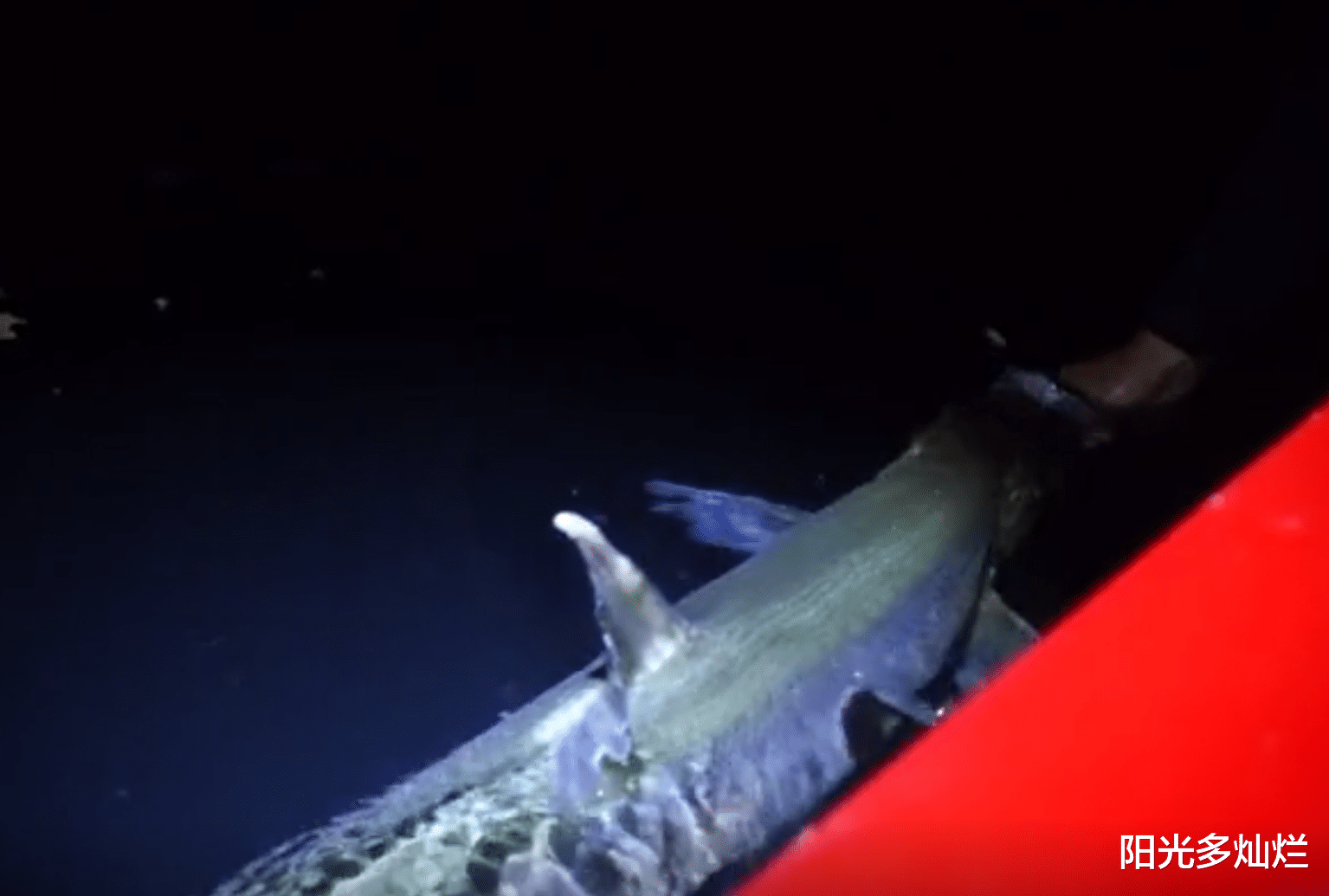 湖北|翘嘴鱼生长极限？湖北十堰，男子钓获“翘嘴鱼王”，长近1.5米