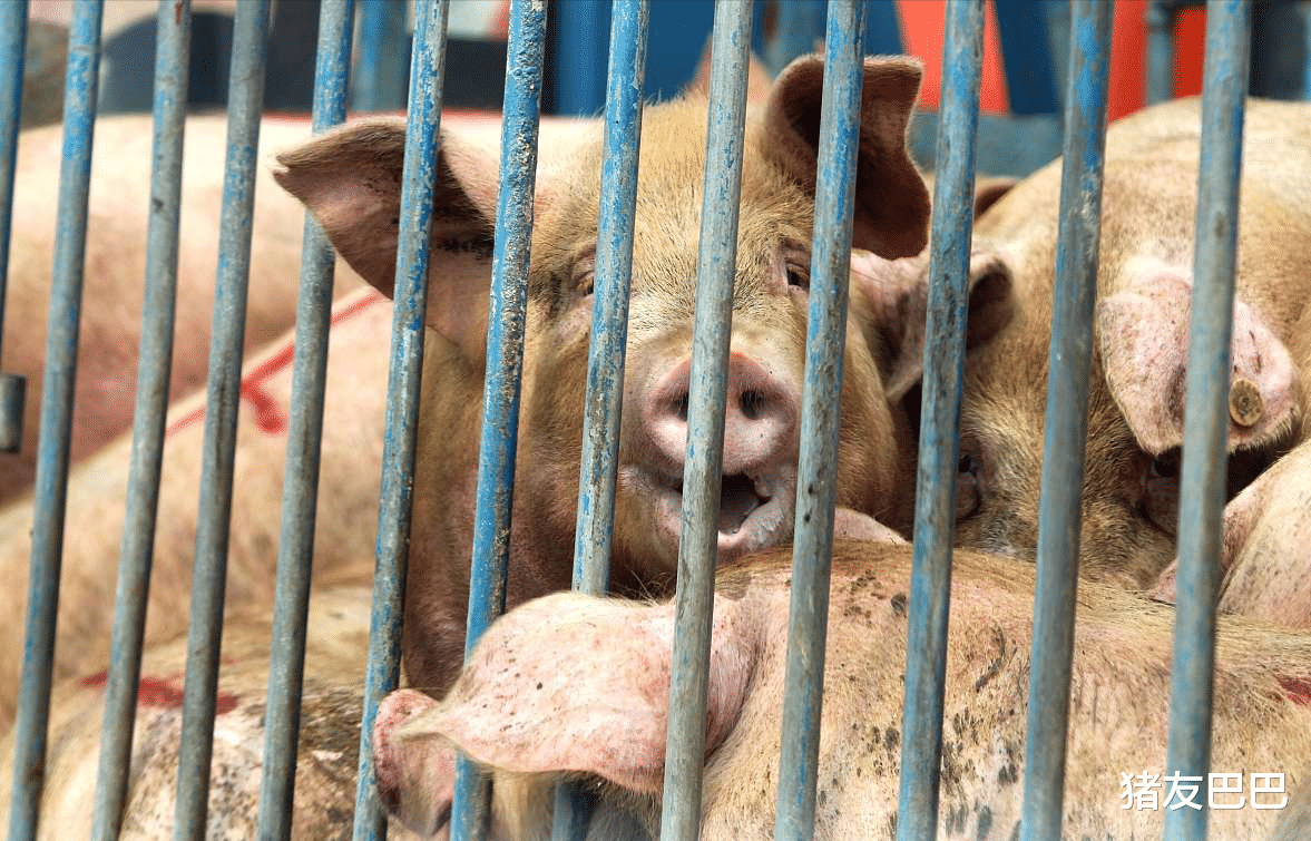 盐湖股份|航天猪落幕！生猪价格跌势反扑！北方猪价绿油油！10月16日猪价