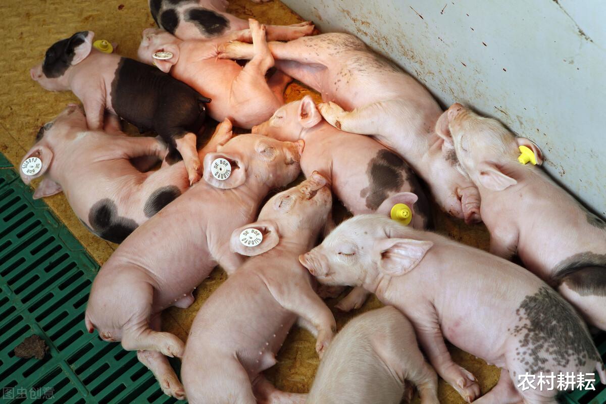 养老金 猪价“三连涨”，刚刚下跌的猪肉价格会不会再次上涨？