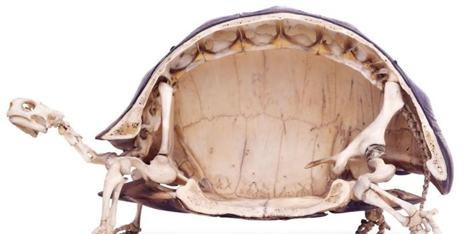  乌龟是如何成为科学家们的“噩梦”的？堪称进化论的终极BUG