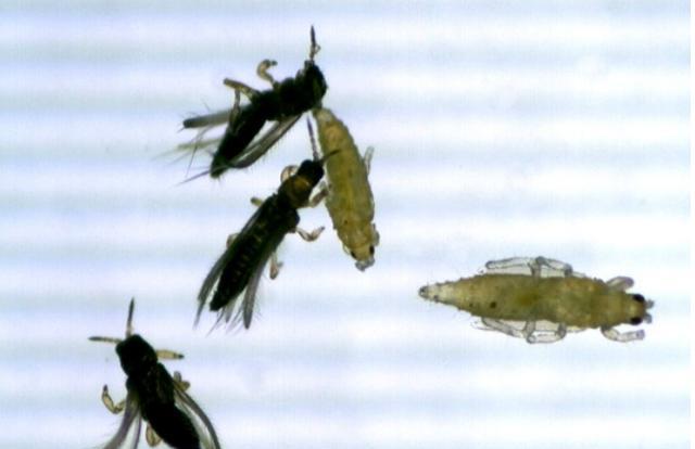 烨烨趣说 水稻小虫害稻蓟马、稻瘿蚊、稻水象甲不能忽视，科学防治有技巧