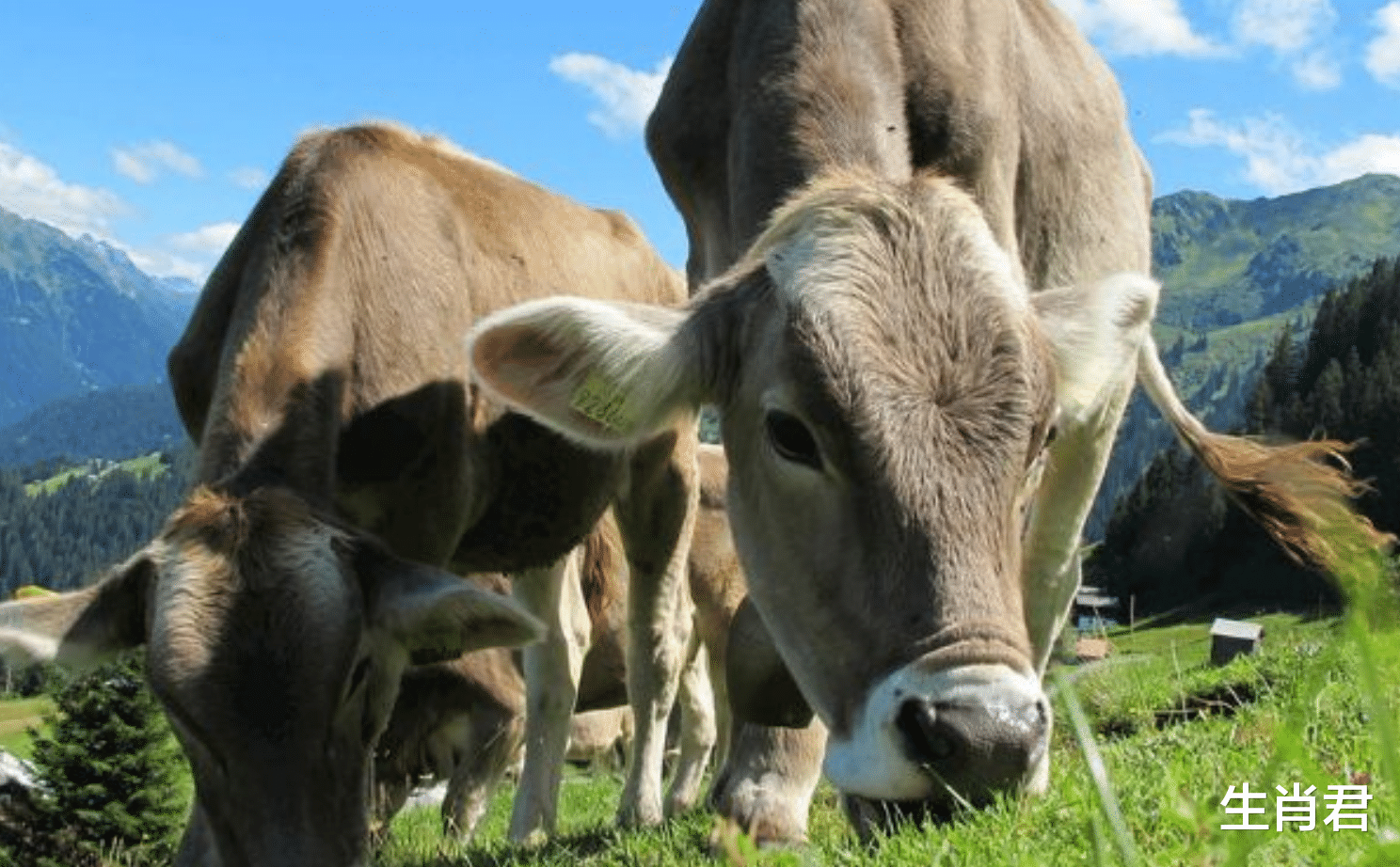 |能力出众深得领导喜欢的属相牛，在即将到来的10月，事业蒸蒸日上