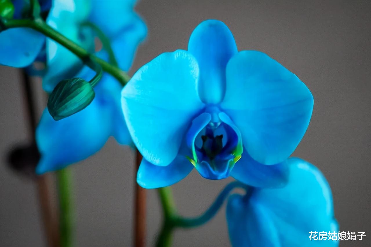 家居环境里养这2种花卉,不占空间还能净化空气,提升家居品味