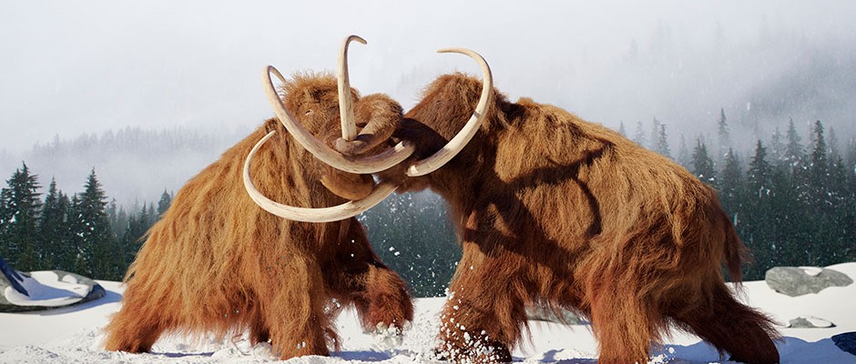 猛犸象 两只猛犸象的故事，在生死搏斗中永远保存下来