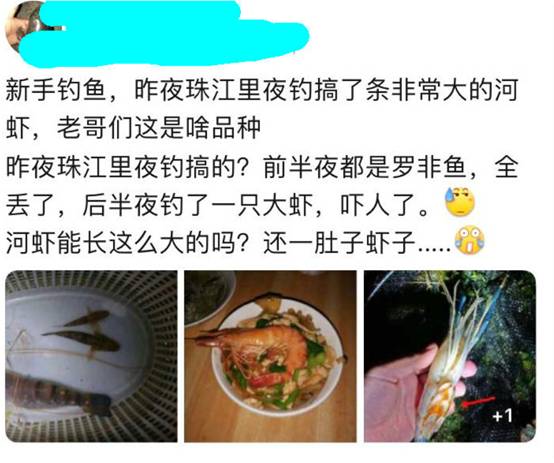 珠江出现巨型大虾,吃得多长得快,“土著鱼”再遭打压