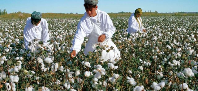 不學H&M和耐克，這個美企發聲力挺新疆棉花，昨年在華大賣184億-圖2