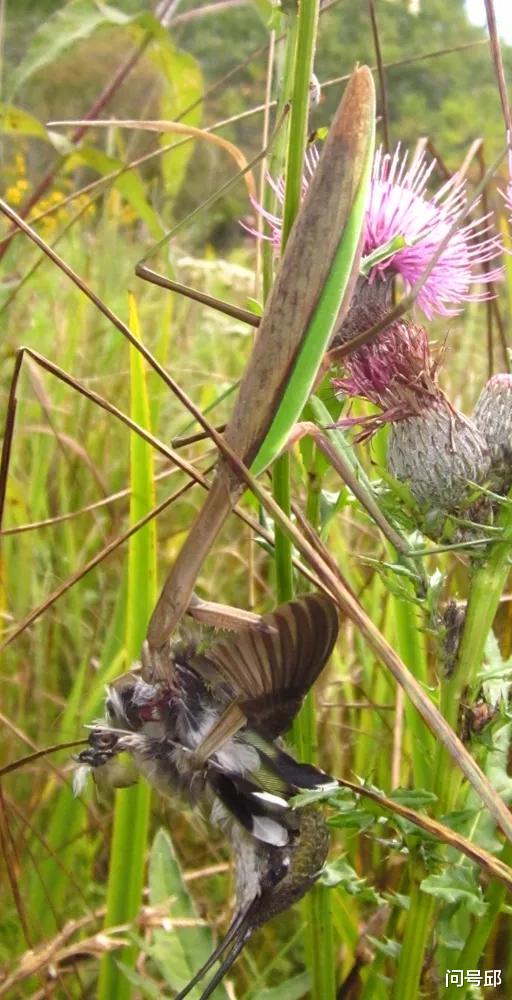 太空 螳螂捕食蜂鸟，在求爱中享受美味的鸟肉，体验双重快感