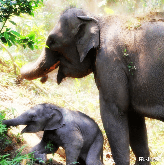 印度尼西亚|太残忍了！印尼极危小象被夹断鼻子死亡，人类正在攻陷它们的家园