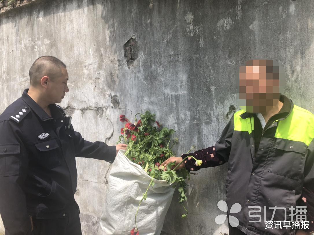 资讯早播报 民警走访意外发现160株罂粟用来喂鸡 常熟碧溪一种植者被行政处罚