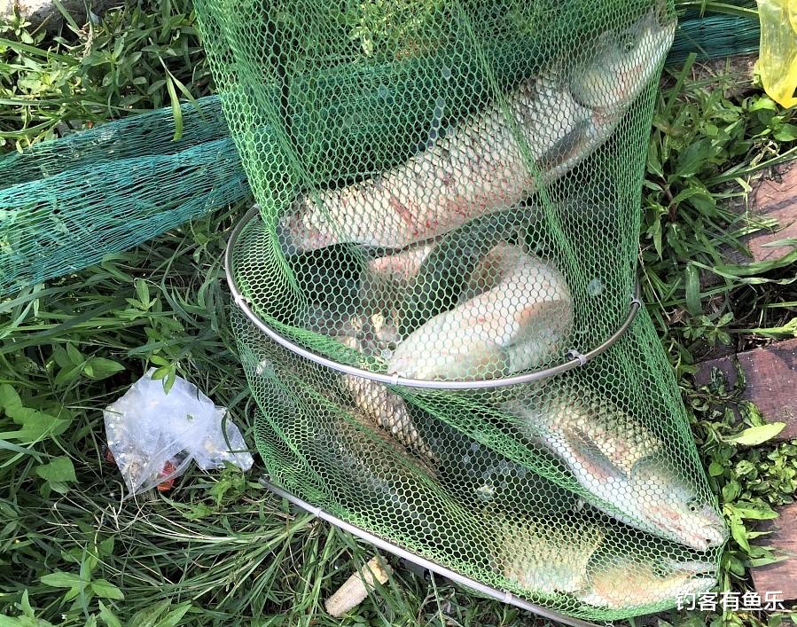 饵料|滑鱼、轻口鱼很难上钩?鱼钩选对,一样爆护