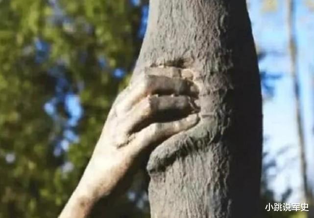 古镇 世界上最孤独的手,它紧握一棵树长达50年,至今没有松开过